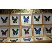 Настоящие бабочки под стеклом в деревянном багете. фото