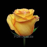 Срезанный цветок Роза Дежа Вю
