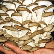 Вёшенка[1] (лат. Pleurotus) — род грибов семейства Вёшенковые, или Плевротовые (Pleurotaceae). фотография