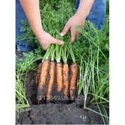 Семена моркови, Навал F1, производитель: Bejo (упаковка 1000000 сем.) фотография
