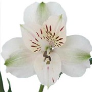 Срезанный цветок Альстромерия Virginia