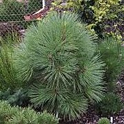 Сосна джеффри Джоппи (Pinus jeffreyi Joppi) фотография
