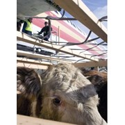 Транспортировка крупного рогатого скота фотография