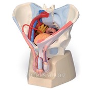 Модель мужского таза со связками, сосудами, нервами, тазовым дном и органами, 7 частей фото
