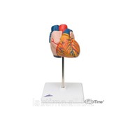 Модель сердца, 2 части 1000267 фото