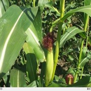 Семена кукурузы КВ 2704 (гибрид) фото