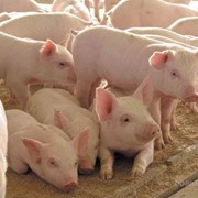 Полнорационный комбикорм для выращивания свиней на фермерских хозяйствах ГРОВЕР свиной Мясная откорм свиней от 35 до 70 кг (россыпь) фото