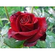 Роза чайно-гибридная “Черная магия“ фото