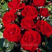 Роза флорибунда (Pussta) фото