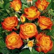 Роза флорибунда (Rumba) фото