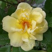 Парковая роза (Maigold) фото