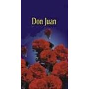Роза плетистая “Дон Жуан“ фото