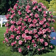 Парковая роза (Louise odier) фото