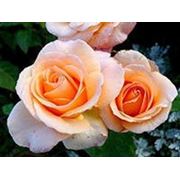 Роза чайно-гибридная "Версилия"