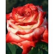Роза чайно-гибридная “Императрица Фарах“ фотография