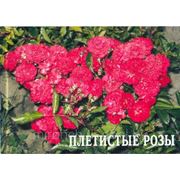 Роза Красная Плетистая