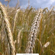 Пшеница второго класса, цена фото