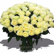 Голландская роза “Аваланж“ всего за 25.000! фото