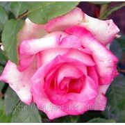 Роза чайно-гибридная “Присцилла“ фотография