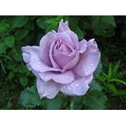Роза чайно-гибридная “Юрианда“ фотография