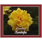 Роза плетистая “Ландора“ фото