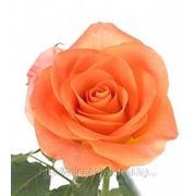 Роза крупноцветковая