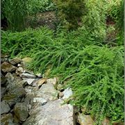 Жимолость шапочная фото