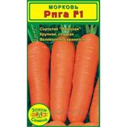 Морковь сорт «Рига» торфяник, тупоносая
