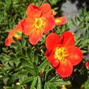 Лапчатка кустарниковая Red Ace фото