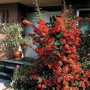 Пираканта ярко-красная Orange Glow фото