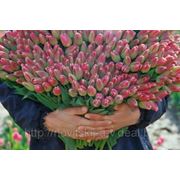 Луковицы тюльпанов из Голландии фото