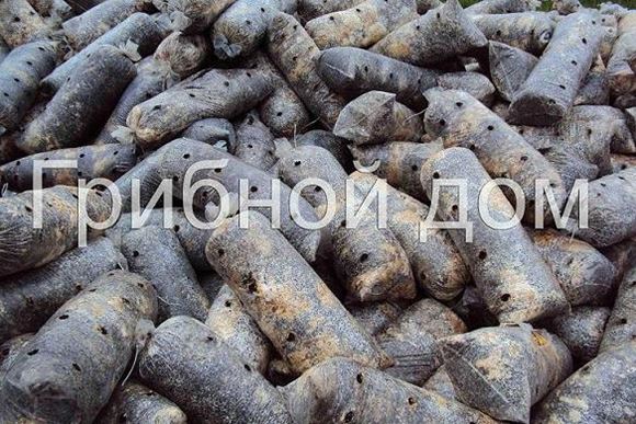 Где Купить В Новосибирске Отработанные Грибные Блоки