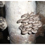 Субстратные грибные блоки фото