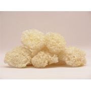 Грибы древесные “Белые кораллы“ (одна фигура) 26 г. фото