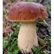Белый гриб фотография