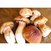 Подосиновики грибы