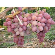 Саженец винограда Ливия