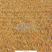 Семена кукурузы Володарка Киевская область фото