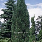 Сосна Pinus nigra Pyramidalis фотография