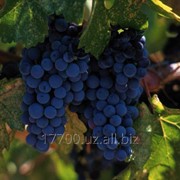 Виноград фото