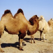 Верблюды Калмыцкой породы фото