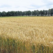 Семена озимой пшеницы. Апогей Луганский (элита)