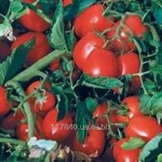 Семена, томата Чибли F1 Syngenta (2500 сем)