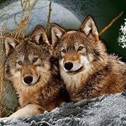 Гобеленовая картина Волки, 50х70 см фотография