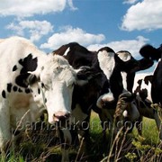 Комбикорм крупного рогатого скота (КРС) КК-60 40 кг фото
