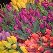 Тюльпаны из питомника Беларуси фото