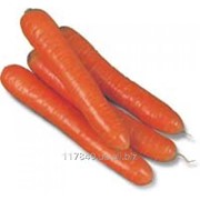 Семена моркови, Колтан F1 (Coltan/7375CE) фотография