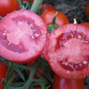 Грандо F1 насіння томату 5 000 нас.