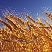 Пшеница 3-5 класс