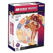 Анатомическая сборная модель - Женская репродуктивная система, 4D Master